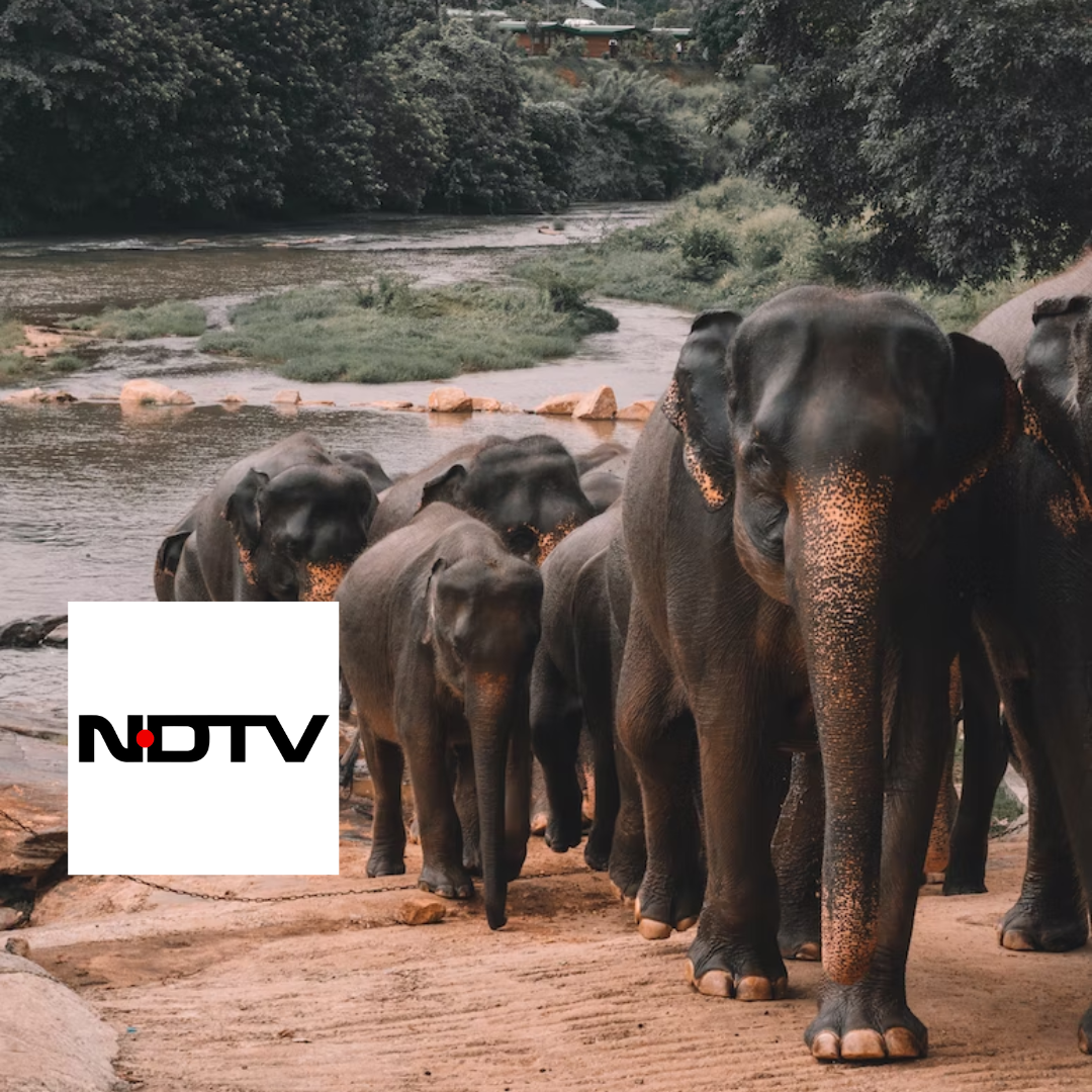 aniders-ndtv-kyari-for-wildlife